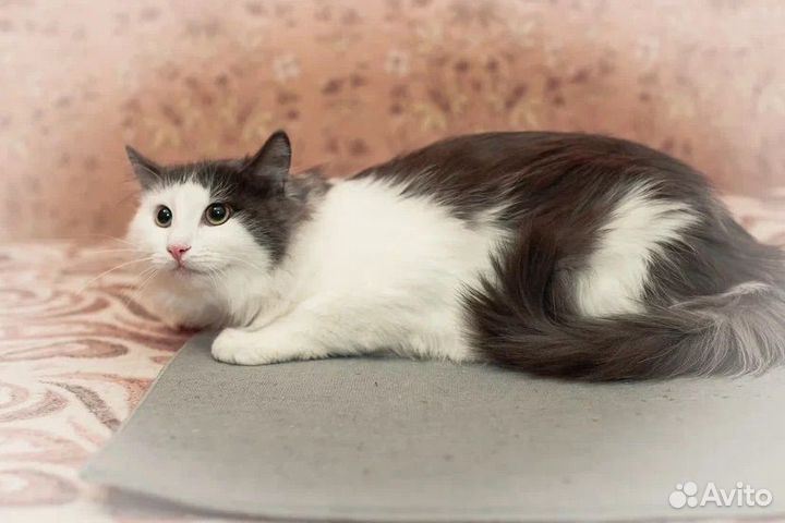 Кот в добрые руки