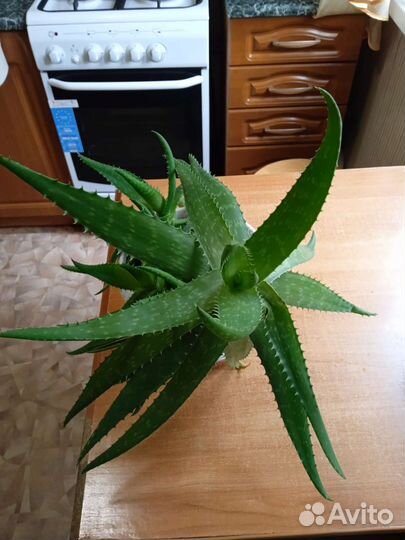 Алоэ лечебный