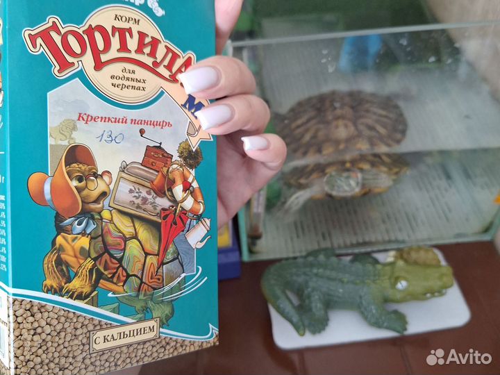 Красноухая черепаха с аквариумом