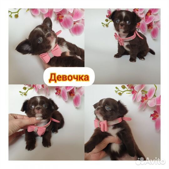 Чихуахуа
