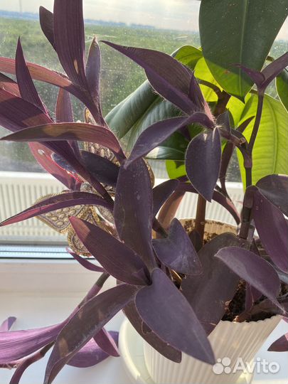 Традесканция