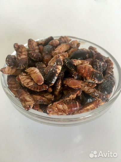 Сверчки тараканы