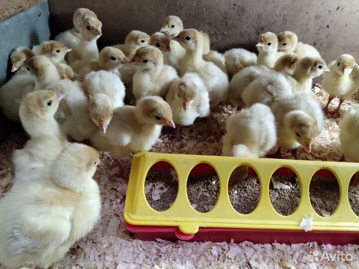 Цыплята бройлеры, индюшата и другая птица