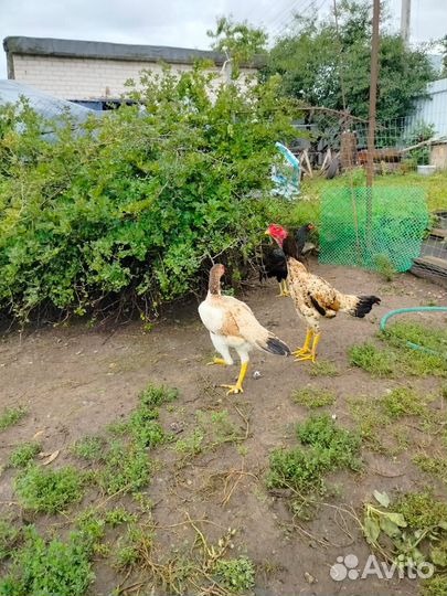 Бойцовая птица