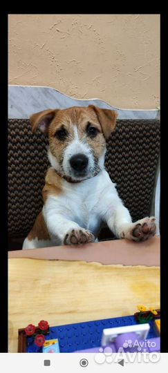 Щенки джек рассел терьер