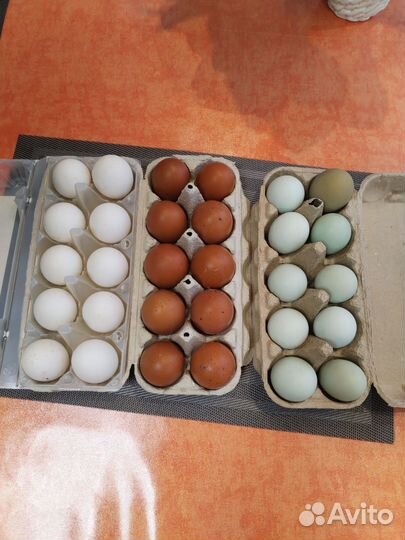 Инкубационные яйца и цыплята