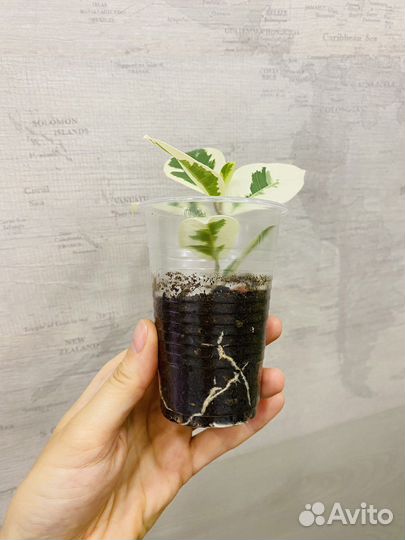 Фикус альбомаргината