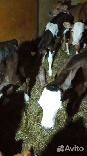 Телята мясной породы