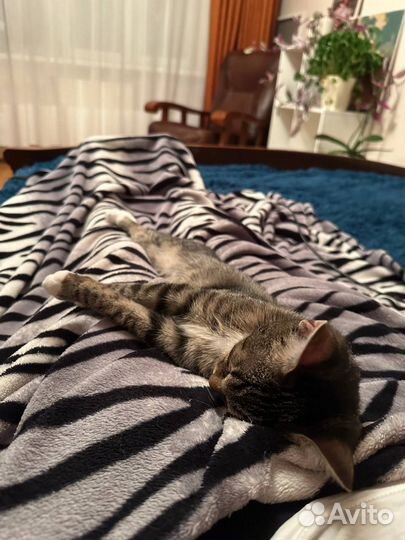 Ласковая кошка ищет свою семью