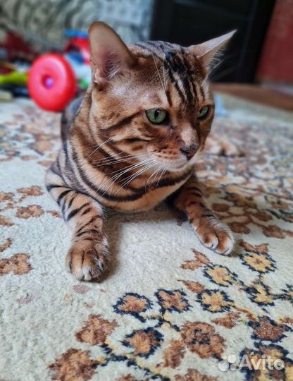 Бенгальский кот