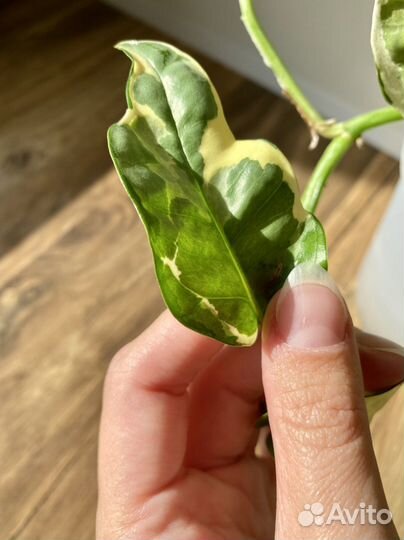 Сциндапсус энджой эпипремнум