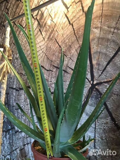 Алоэ лечебный