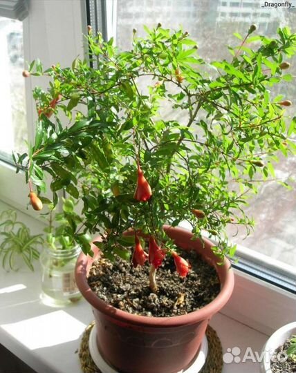 Комнатный карликовый гранат. Плодоносящий