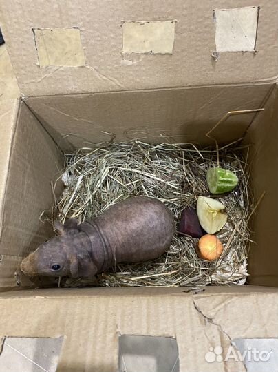 Доставка животных