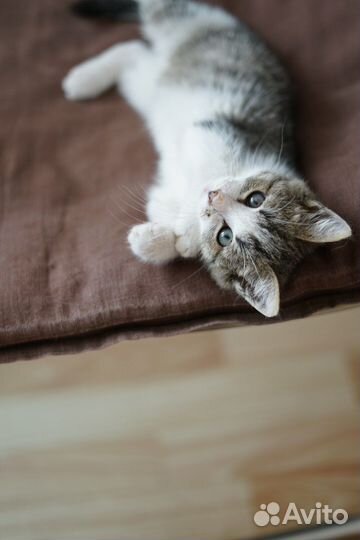 Котята 3 месяца