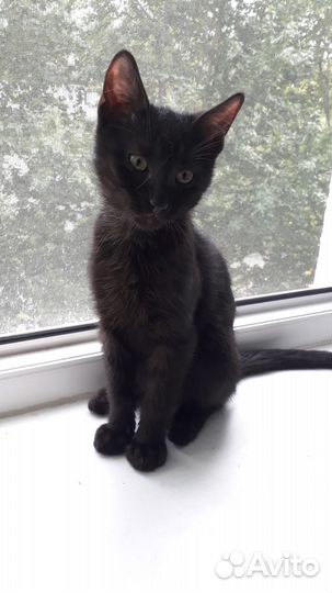 Котенок ищет дом