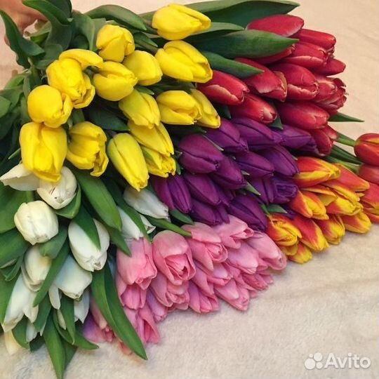 Тюльпаны крупные с доставкой опт/ розница