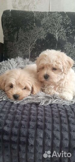 Щенки мальтипу f1