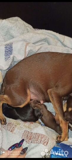 Приглашаем на вязку к Той-терьеру