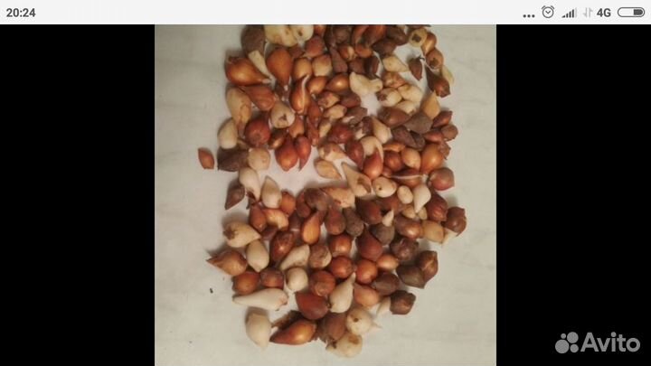 Луковицы (мелкие детки) жёлтых тюльпанов