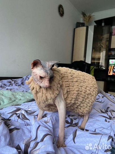 Одежда для кошек