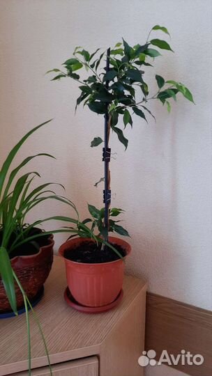 Фикусы сортовые Хлорофитум хохлатый