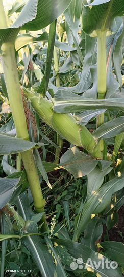 Сладкая кукуруза оптом