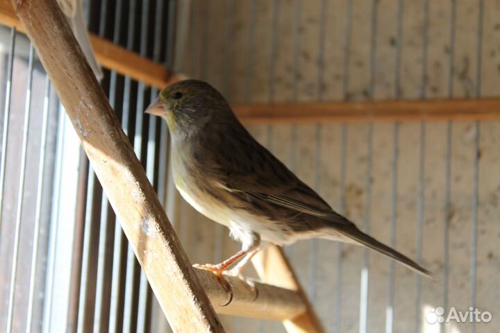 Канарейки. Самки