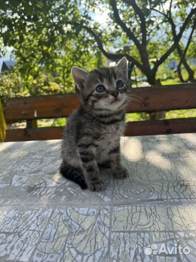 Котята в добрые руки мальчики