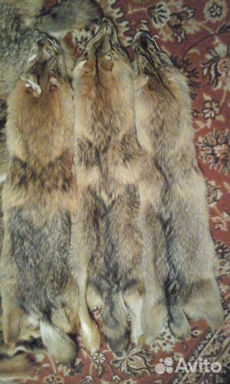 Шкуры степного волка