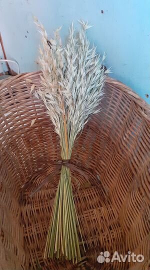 Сухоцветы злаки для декора