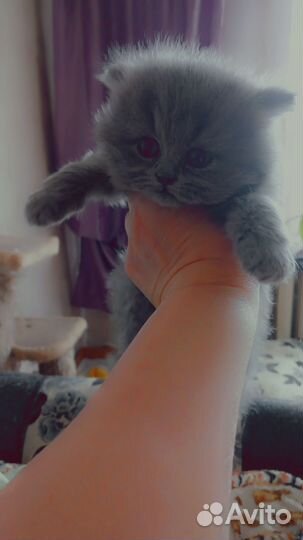 Британская длинношерстная