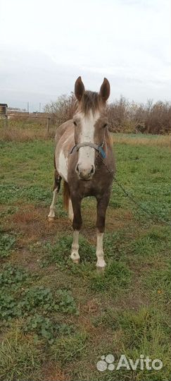 Продажа обмен кобыла