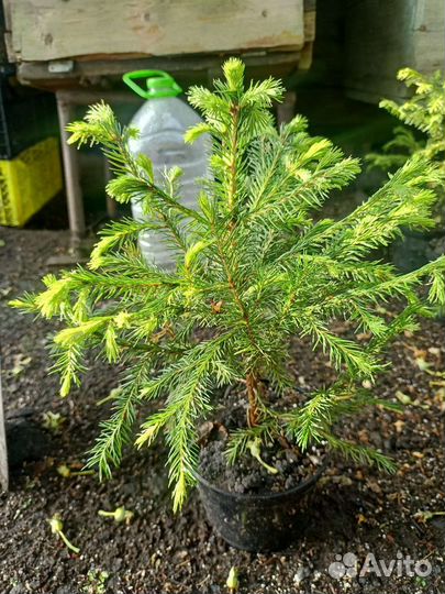 Ель обыкновенная саженцы