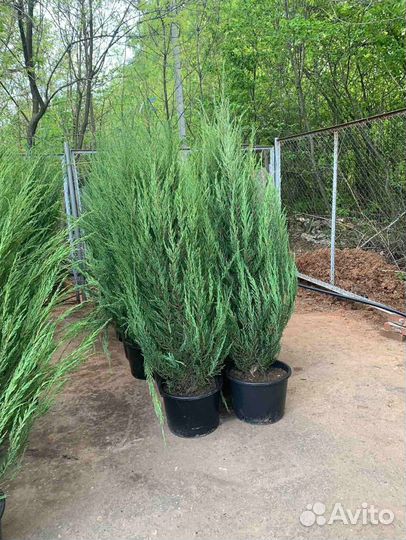 Можжевельник скальный Блю Эрроу ком