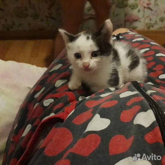 Котята в добрые руки даром