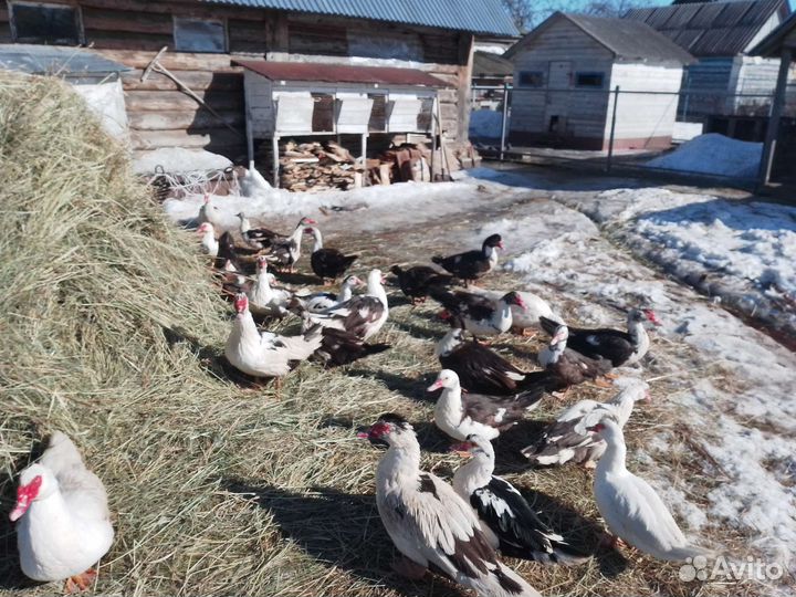 Карликовые кохинхины, селезни индоутки