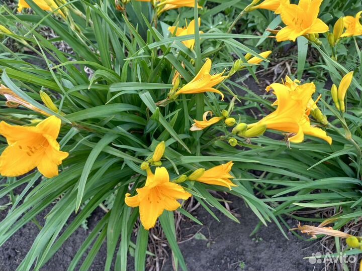 Лилейник или обмен на многолетние цветы