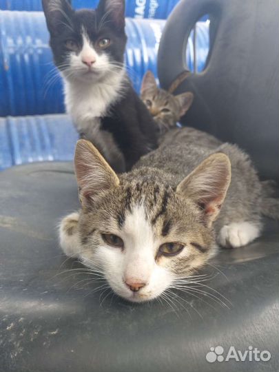 Котята и коты, кошки антидепрессанты в добрые руки