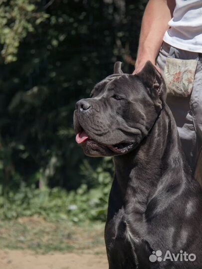 Щенки кане корсо