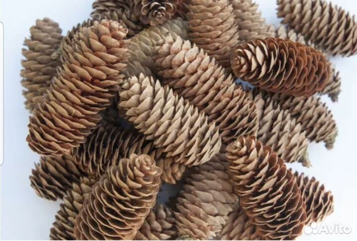 Шишки еловые мешок