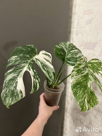 Монстера альба