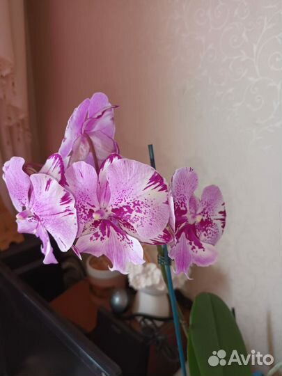 Орхидея фаленопсис