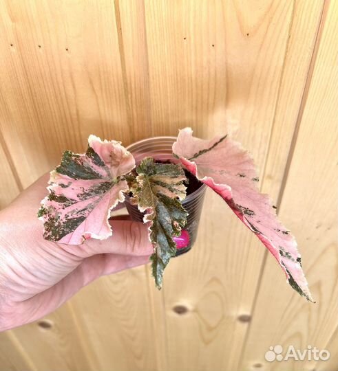 Бегония Ginny Galaxy