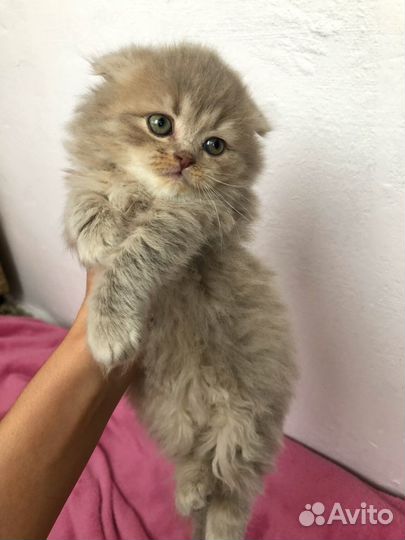Шотладский котенок девочка скотиш фолд