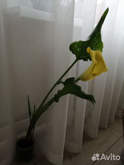 Каллы, Канны