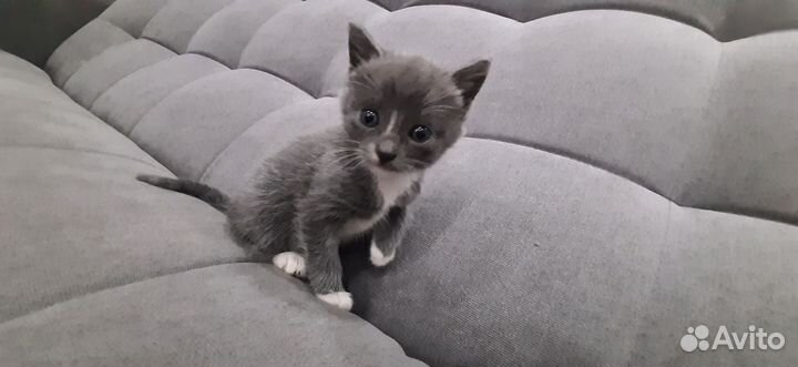 Отдам в добрые руки котят