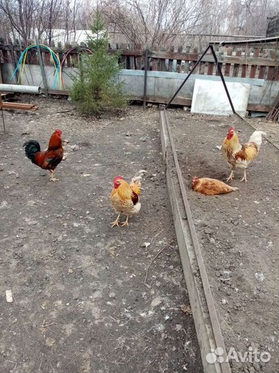 Петух