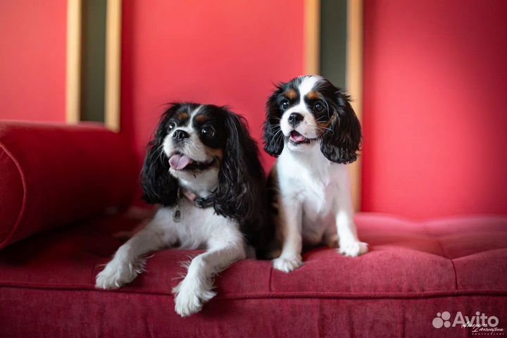 Щенки Кавалер Кинг Чарльз Спаниель