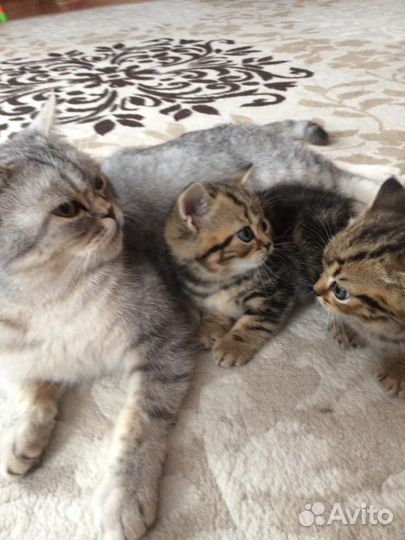 Британская кошка